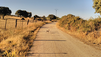 Paseando a Chula